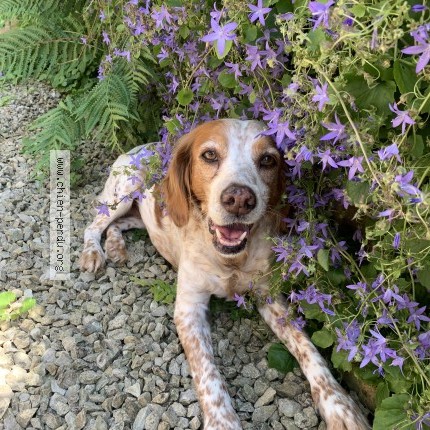 Photo 1/1 Chien retrouvé Perdu à Saint Savin