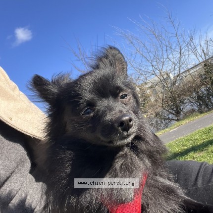 Photo de chien perdu à Chaumes En Retz