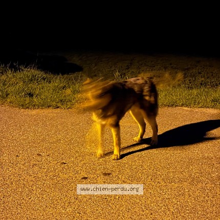 Photo de chien trouvé à Saint Didier En Velay