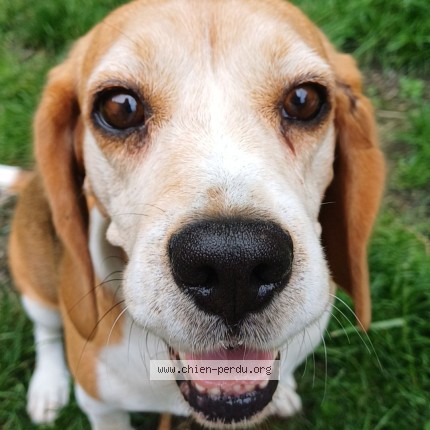 Photo de chien perdu à Le Creusot