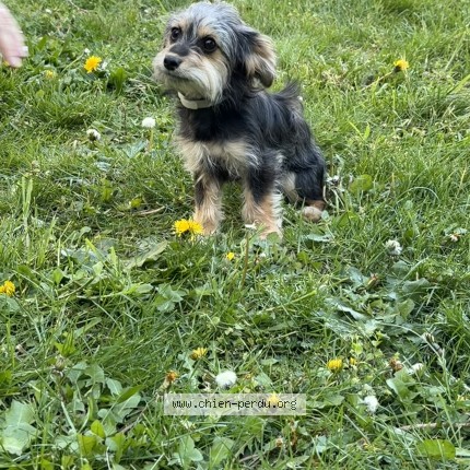 Photo 1/1 Chien trouvé Trouvé à Uckange