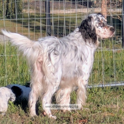 Photo de chien perdu à Grandchamps Des Fontaines