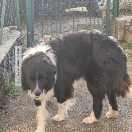 Photo 1/1 Chien trouvé Trouvé à Chaux les passavant