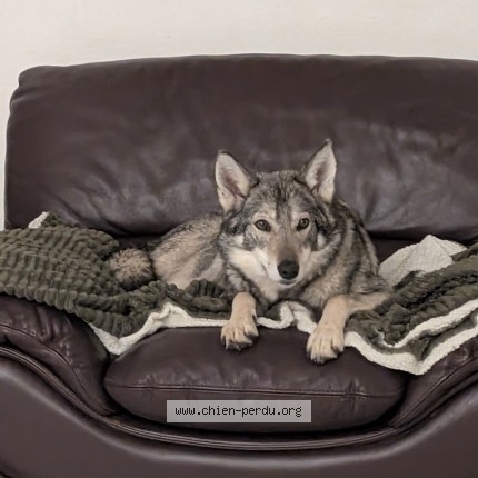 Photo 1/1 Haruki Chien perdu à Castelginest