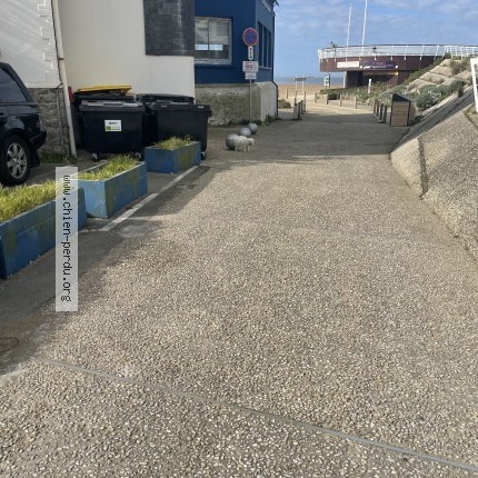 Photo 1/1 Chien trouvé Trouvé à St nazaire