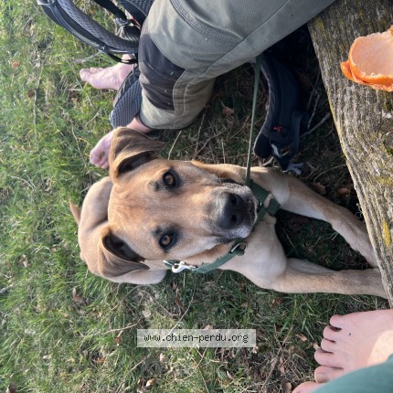 Photo de chien perdu à Gouvy