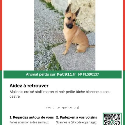 Photo 1/2 Zouko Chien perdu à Beaulieu