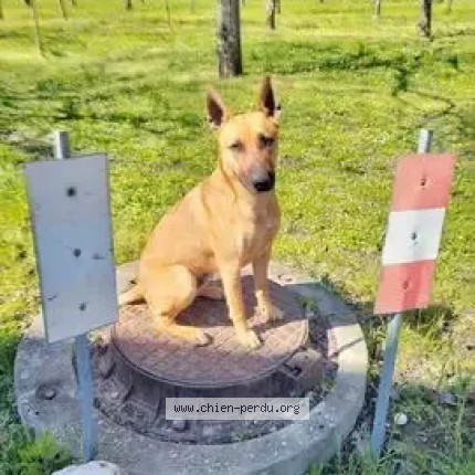 Photo 2/2 Zouko Chien perdu à Beaulieu
