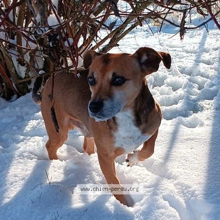 Photo de chien perdu à Wailly