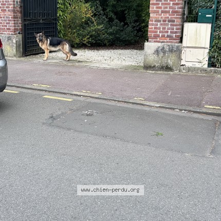 Photo 1/1 Chien trouvé Trouvé à Roubaix