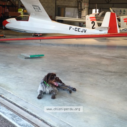 Photo 1/1 sirus Chien perdu à Toeufles