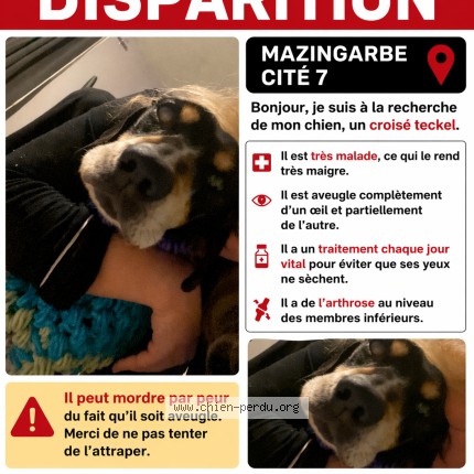 Photo 1/1 eclyps Chien perdu à Mazingarbe