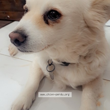 Photo de chien perdu à Drummondville