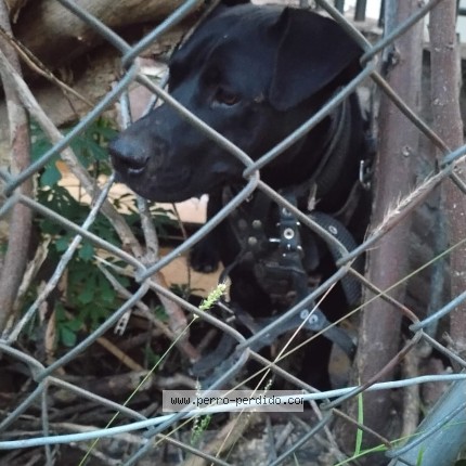 Photo de chien trouvé à Cordoba