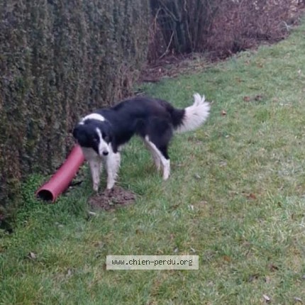 Photo de chien perdu à Neufchateau