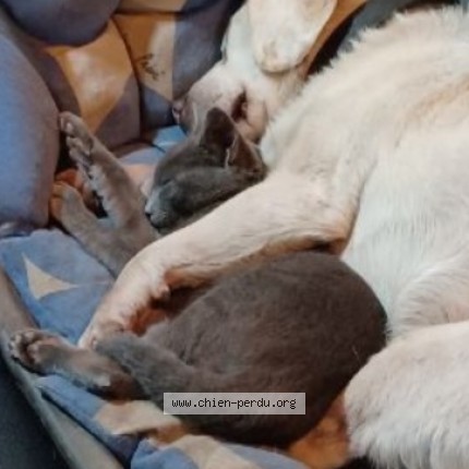 Photo de chien perdu à Collemiers