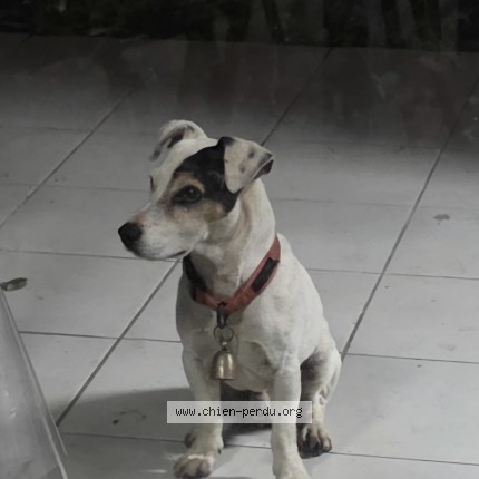 Photo de chien perdu à Sainte Marie