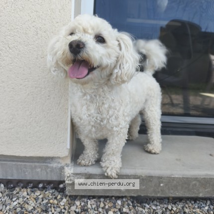 Photo de chien trouvé à Rives