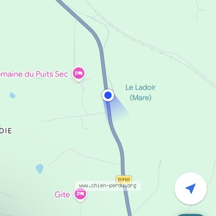 Photo de chien trouvé à La Douze