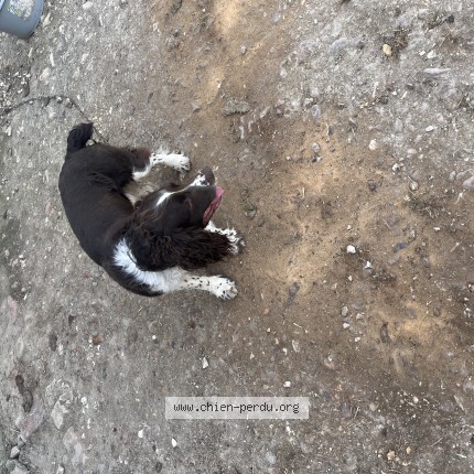 Photo de chien trouvé à Selles Sur Nahon