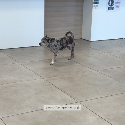 Photo de chien trouvé à Bassan