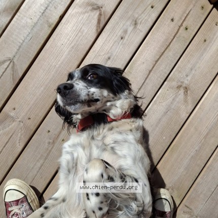 Photo de chien perdu à Aizenay