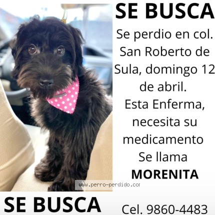 Photo 1/1 Morena Chien perdu à San pedro sula