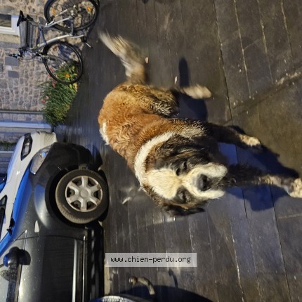 Photo de chien trouvé à Dourbes