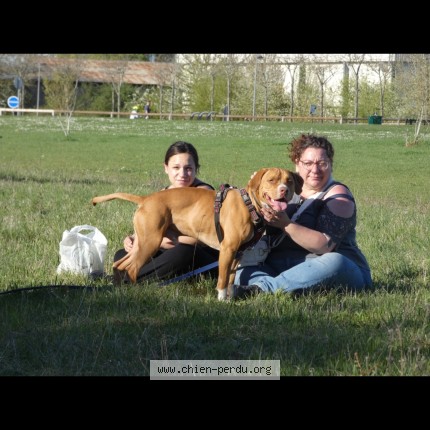 Photo de chien perdu à Chalou Moulineux