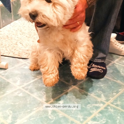 Photo de chien trouvé à Zudausques