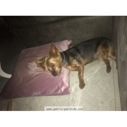 Photo de chien perdu à Huete