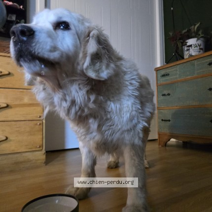 Photo de chien trouvé à Mont Saint Hilaire