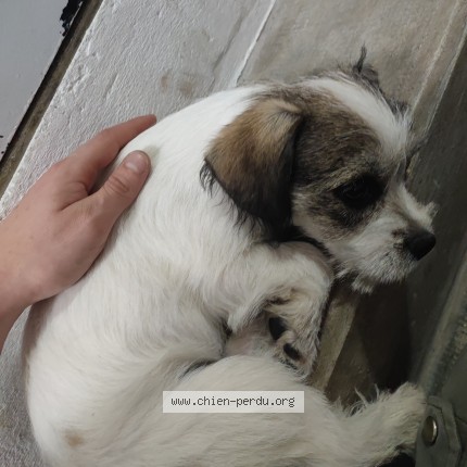 Photo 1/1 Chien trouvé Trouvé à Rieumes