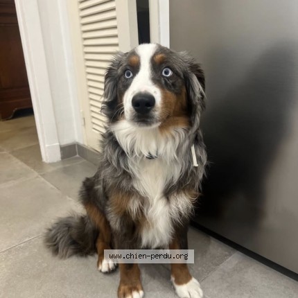 Photo de chien perdu à Marseille