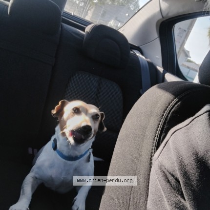 Photo de chien trouvé à Villegouge