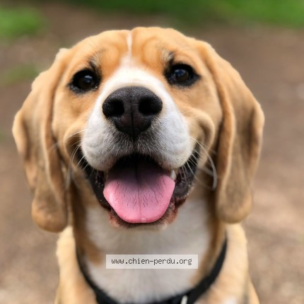 Photo de chien trouvé à Test