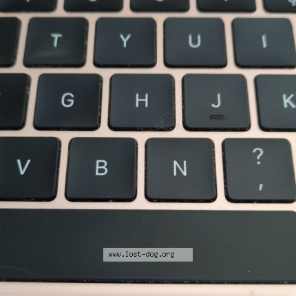 Photo de chien trouvé à Test