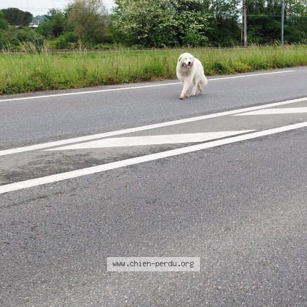 Photo de chien trouvé à Lacq