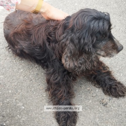 Photo de chien trouvé à Lacq