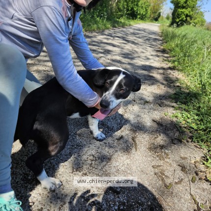 Photo de chien trouvé à Richelieu