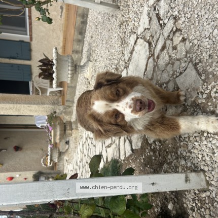 Photo de chien trouvé à Fontvielle