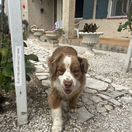 Photo 1/1 Chien trouvé Trouvé à Fontvielle