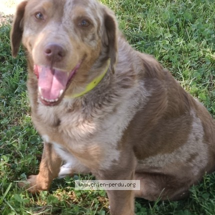 Photo de chien trouvé à Carnac