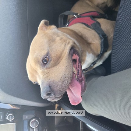 Photo de chien trouvé à Pessac