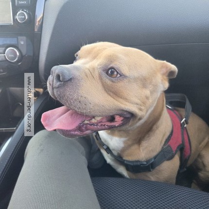 Photo 1/1 Chien trouvé Trouvé à Pessac