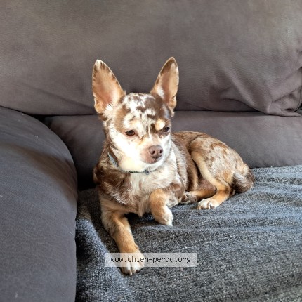 Photo de chien trouvé à Loos En Gohelle