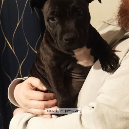 Photo 1/1 thaïra Chien perdu à Evreux