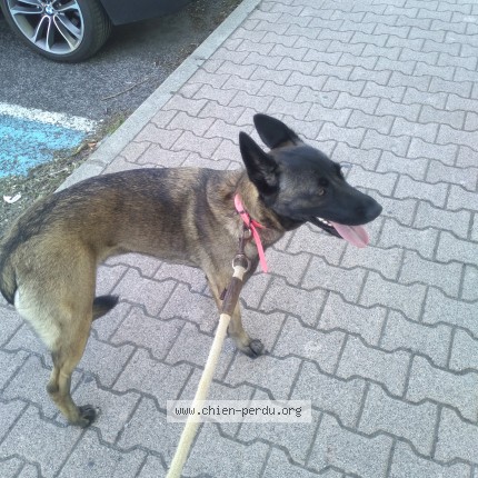 Photo 1/1 maya Chien perdu à Carcassonne