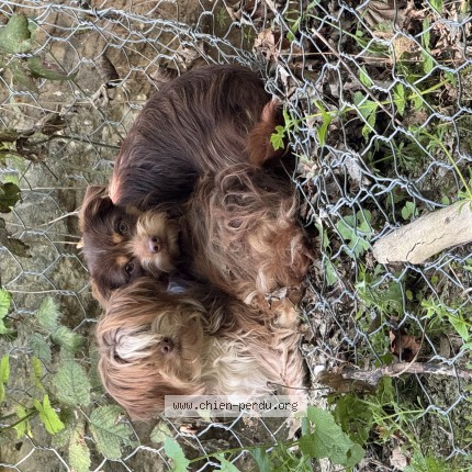 Photo de chien trouvé à Pantin