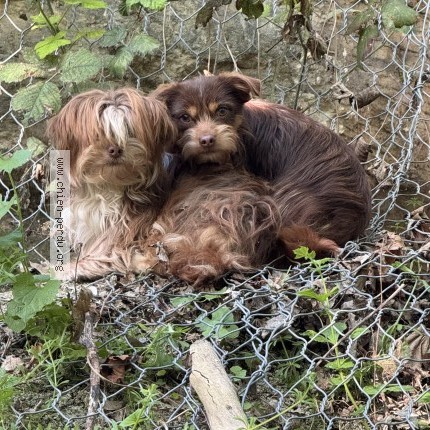 Photo 1/1 Chien trouvé Trouvé à Pantin